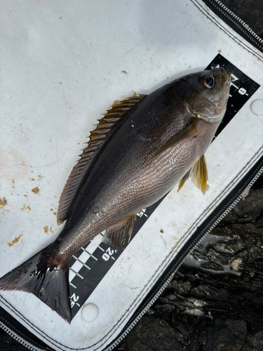 イサキの釣果