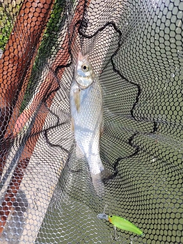 ワタカの釣果