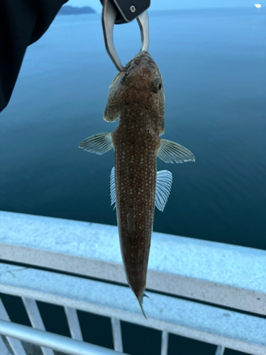 エソの釣果