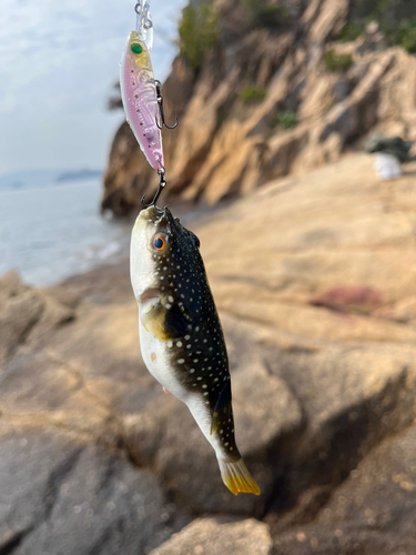 フグの釣果