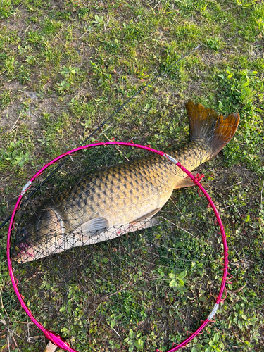 コイの釣果