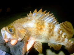 メバルの釣果