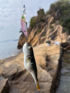 フグの釣果