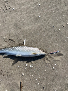 アメマスの釣果