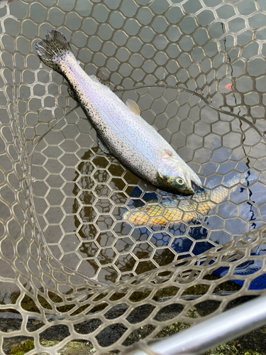 ニジマスの釣果