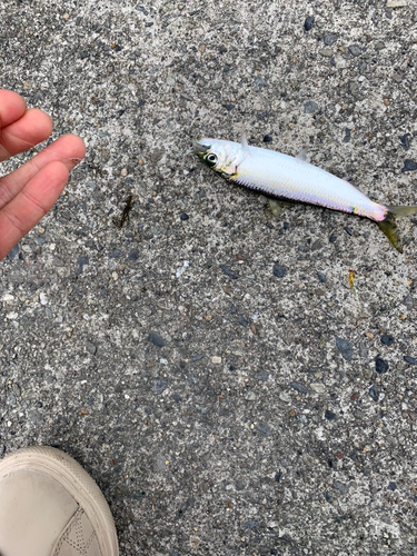 カタボシイワシの釣果