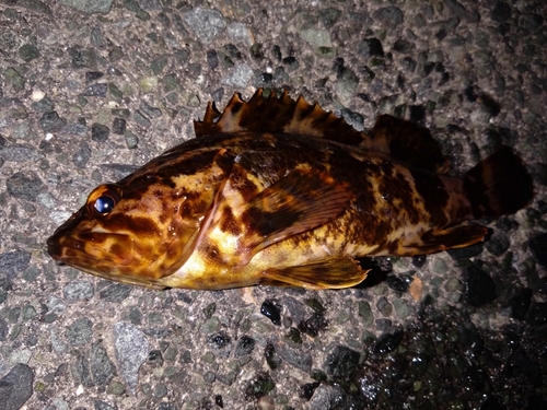 タケノコメバルの釣果