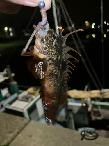 シロメバルの釣果