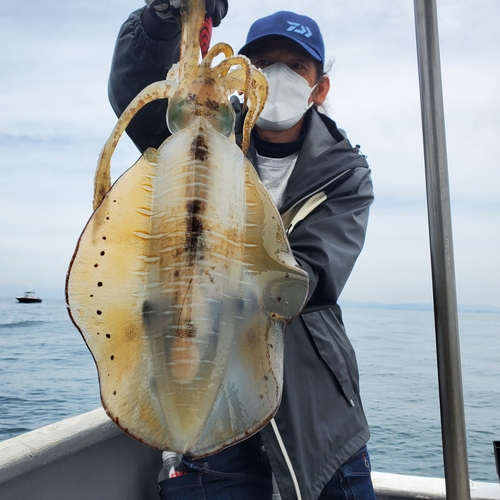 アオリイカの釣果