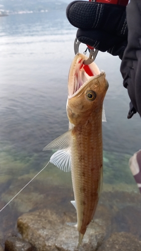 エソの釣果