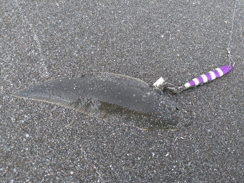 シタビラメの釣果