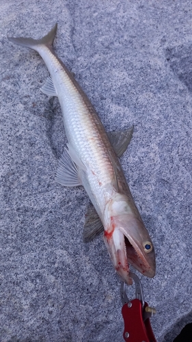 エソの釣果