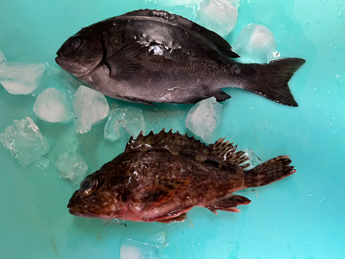 オナガグレの釣果