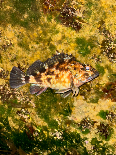 カサゴの釣果