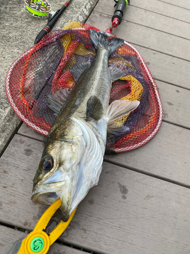 スズキの釣果