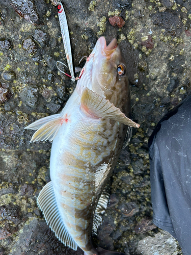 ホッケの釣果