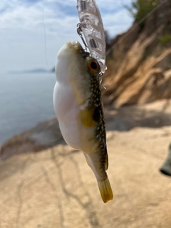 フグの釣果