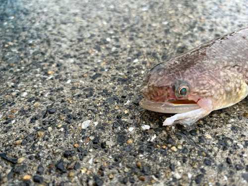 エソの釣果