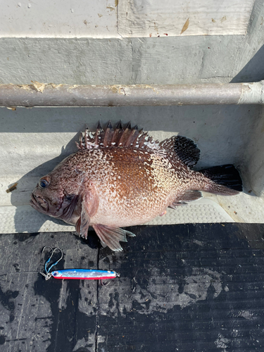 マゾイの釣果