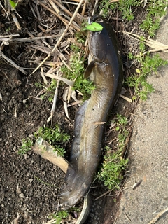 ナマズの釣果