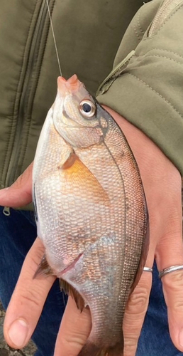 ウミタナゴの釣果