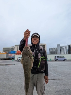 ミナミマゴチの釣果