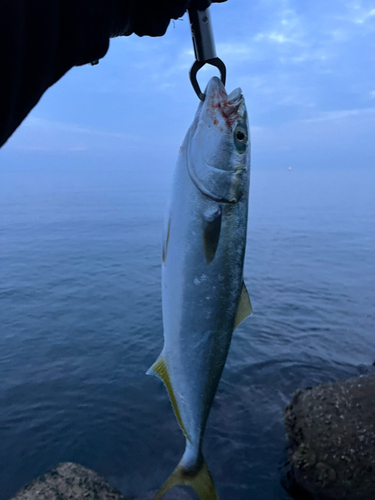 ヤズの釣果