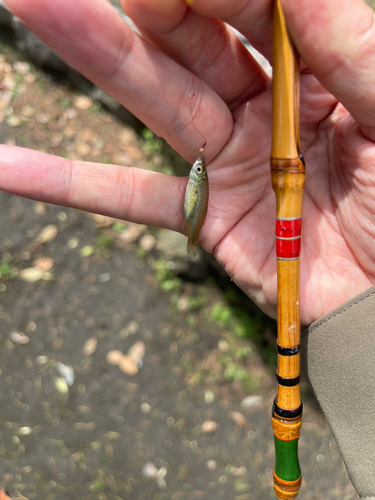 モツゴの釣果