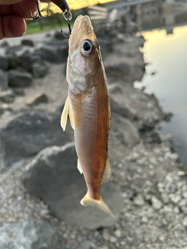 釣果