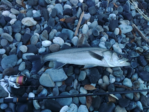 セイゴ（マルスズキ）の釣果