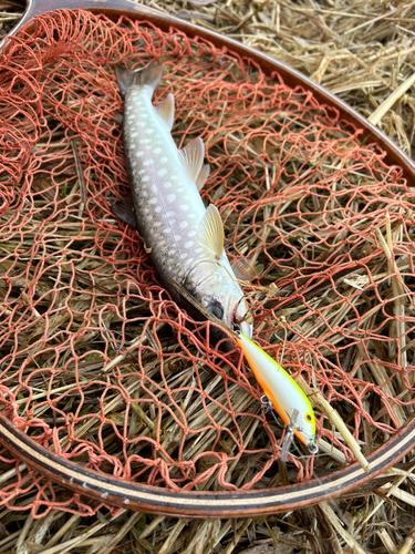 アメマスの釣果