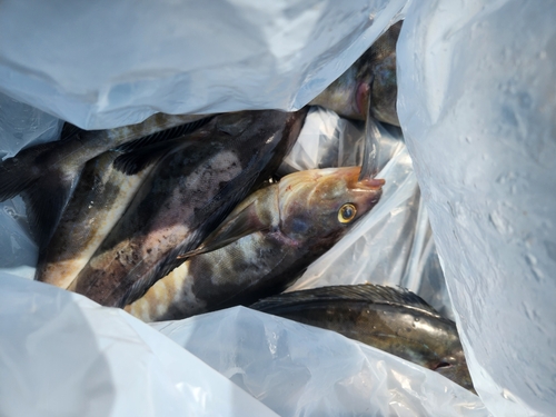 ホッケの釣果