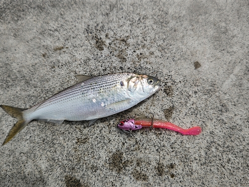 コノシロの釣果