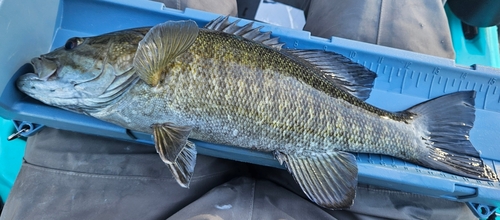 スモールマウスバスの釣果