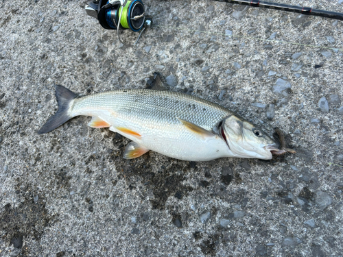 戸井漁港で釣れたカワハギの釣り・釣果情報 - アングラーズ