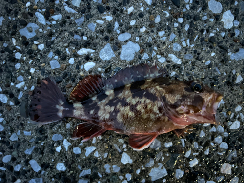 カサゴの釣果