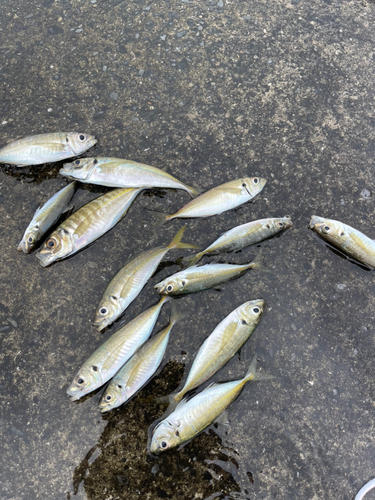 マアジの釣果