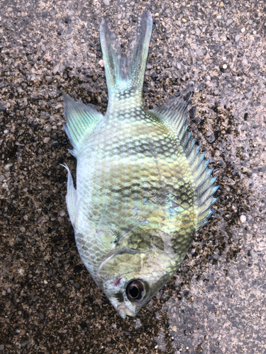 スズメダイの釣果