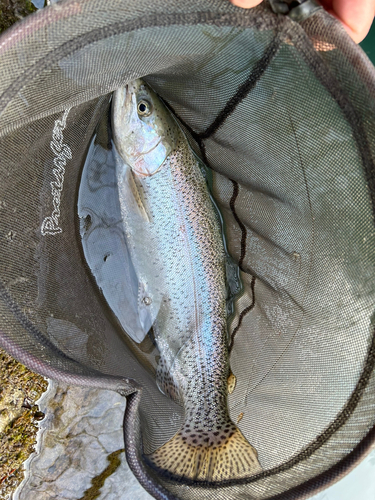 ニジマスの釣果