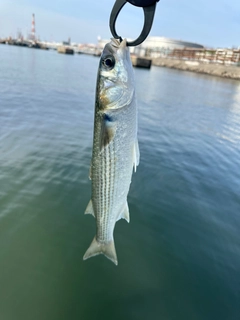 ボラの釣果