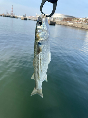 ボラの釣果