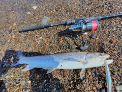 アメマスの釣果