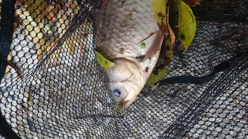 フナの釣果