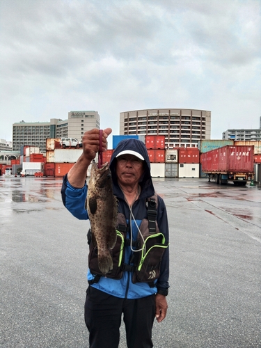 チャイロマルハタの釣果