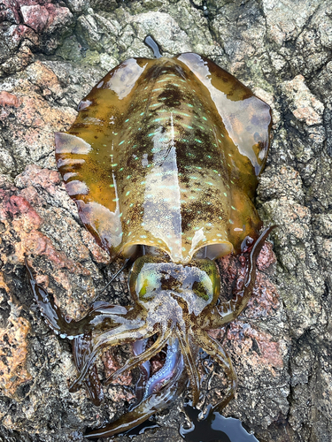 アオリイカの釣果