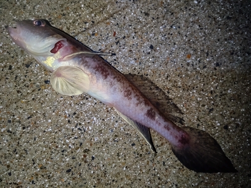 アナハゼの釣果