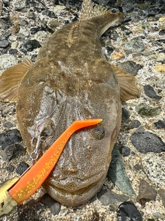 マゴチの釣果