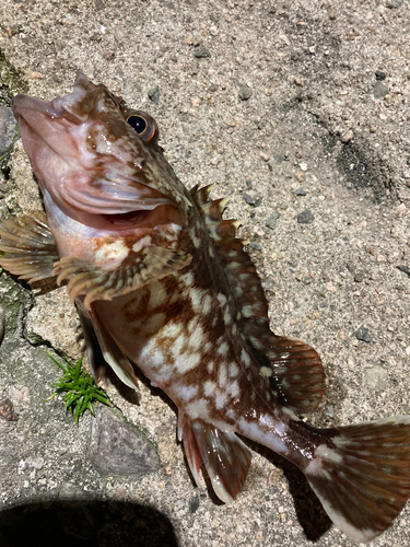 カサゴの釣果