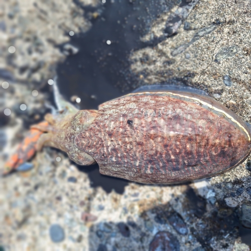 コウイカの釣果