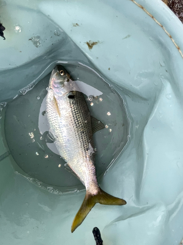 コノシロの釣果